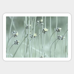 wildflowers Sticker